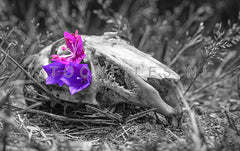 Schedel met bloem.