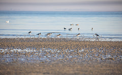 Scholeksters op het Wad.