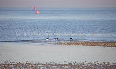 Scholeksters op het Wad.