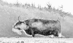 Schotse Hooglander in de kou.