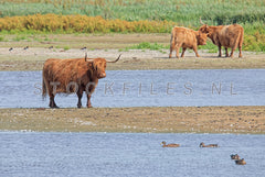 Schotse Hooglanders in de duinen.