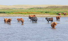 Schotse Hooglanders in de duinen.