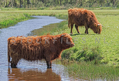 Schotse Hooglanders.