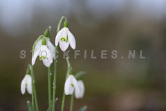 Sneeuwklokjes.