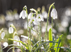 Sneeuwklokjes.