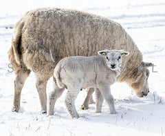 Schapen in de sneeuw.