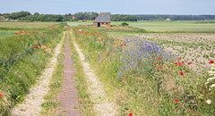 Texels landschap.