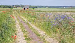 Texels landschap.