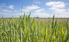 Texels landschap.