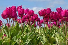 Tulpen.