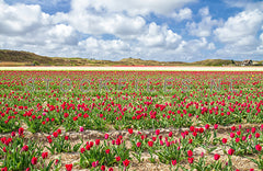 Tulpen rondom den Hoorn op Texel.