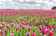 Tulpen rondom den Hoorn op Texel.