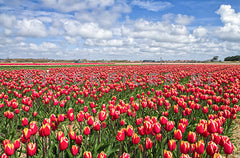 Tulpen rondom den Hoorn.