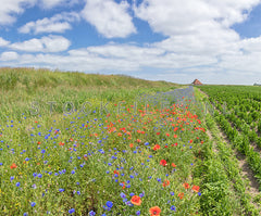 Veldbloemen en landerijen op Texel.