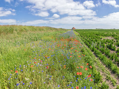 Veldbloemen langs de akkers op Texel.