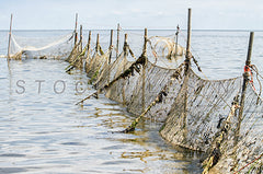 Visnetten in de Waddenzee.