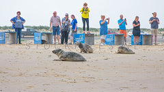 Zeehonden uitzetten op Texelse strand.