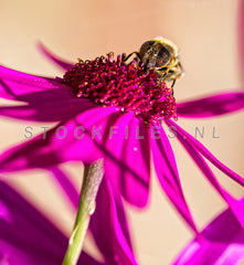 Zweefvlieg op Cosmea.