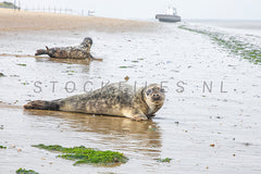 Zeehonden op het strand.